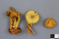 Tricholomopsis decora image